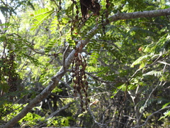 Piptadenia obliqua