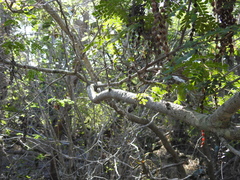 Piptadenia obliqua