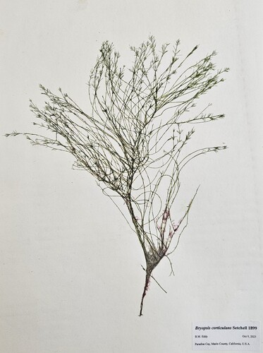 Bryopsis corticulans observed 2025-11-24