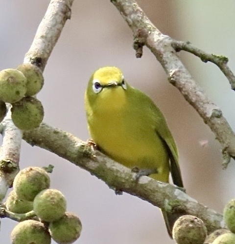 Angola White-eye (Zosterops kasaicus), photo 2