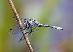 Nannothemis bella