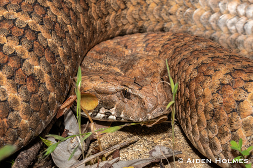 Southern Death Adder sighting