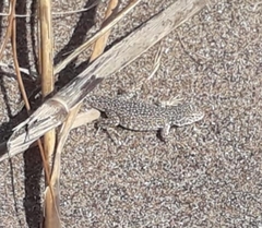 Liolaemus multimaculatus