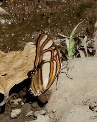 Metamorpha elissa