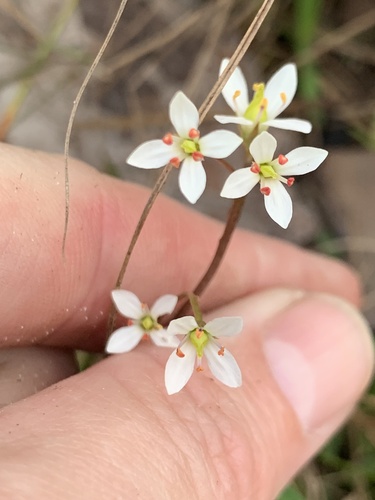 White screwstem (Bartonia verna)