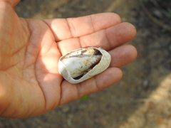 Cypraecassis coarctata