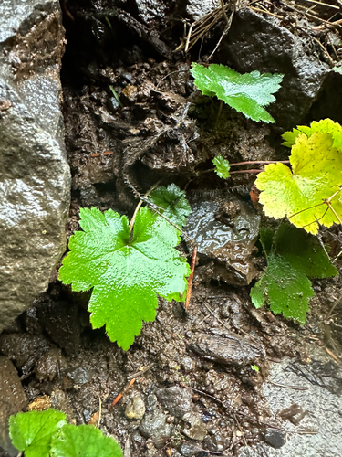 alpine alumroot (Heuchera glabra)