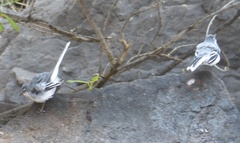 Motacilla clara
