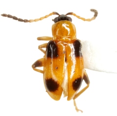 Cornulactica varicornis