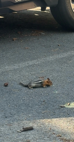 Common Golden-mantled Ground Squirrel observed by ashlyi