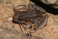 Leptodactylus bolivianus