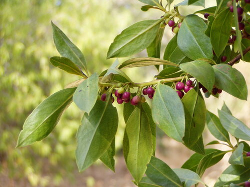 Myoporum laetum G.Forst.