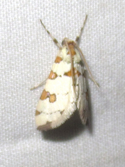 Conchylodes octonalis