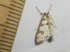 Conchylodes octonalis