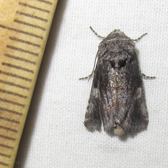 Copanarta aurea