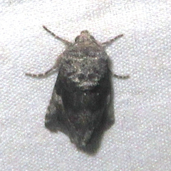 Copanarta aurea