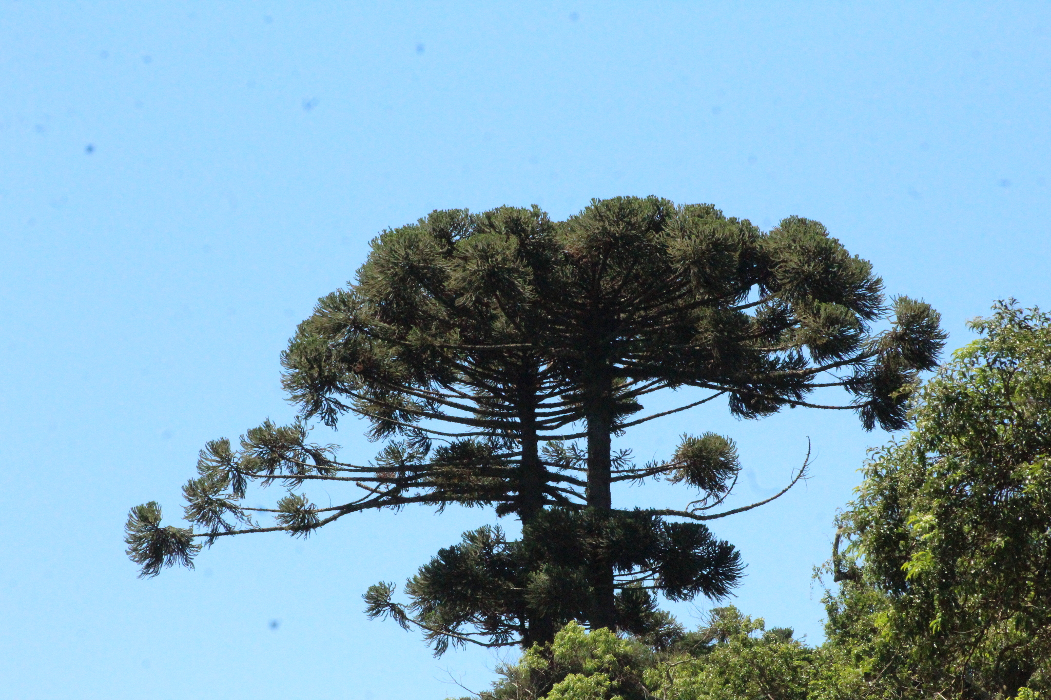 Araucaria angustifolia
