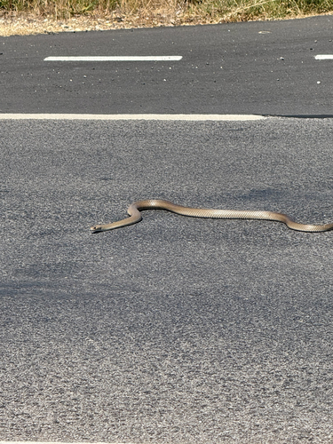 Eastern Brown Snake sighting