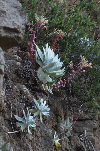 Dudleya brittonii