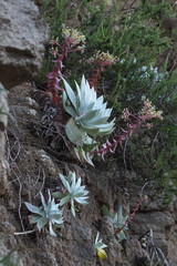Dudleya brittonii
