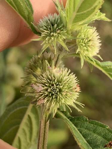 Hyptis brevipes, photograph 2