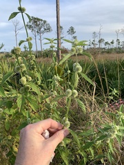 Hyptis brevipes, photograph (c) James Hardee, some rights reserved (CC BY)