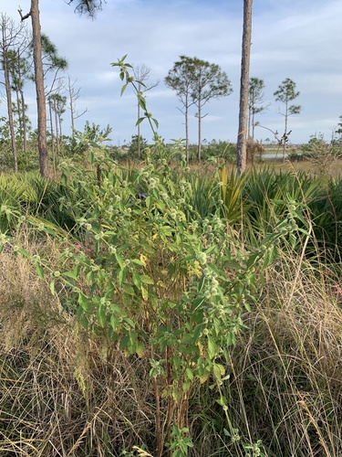 Hyptis brevipes, photograph 5