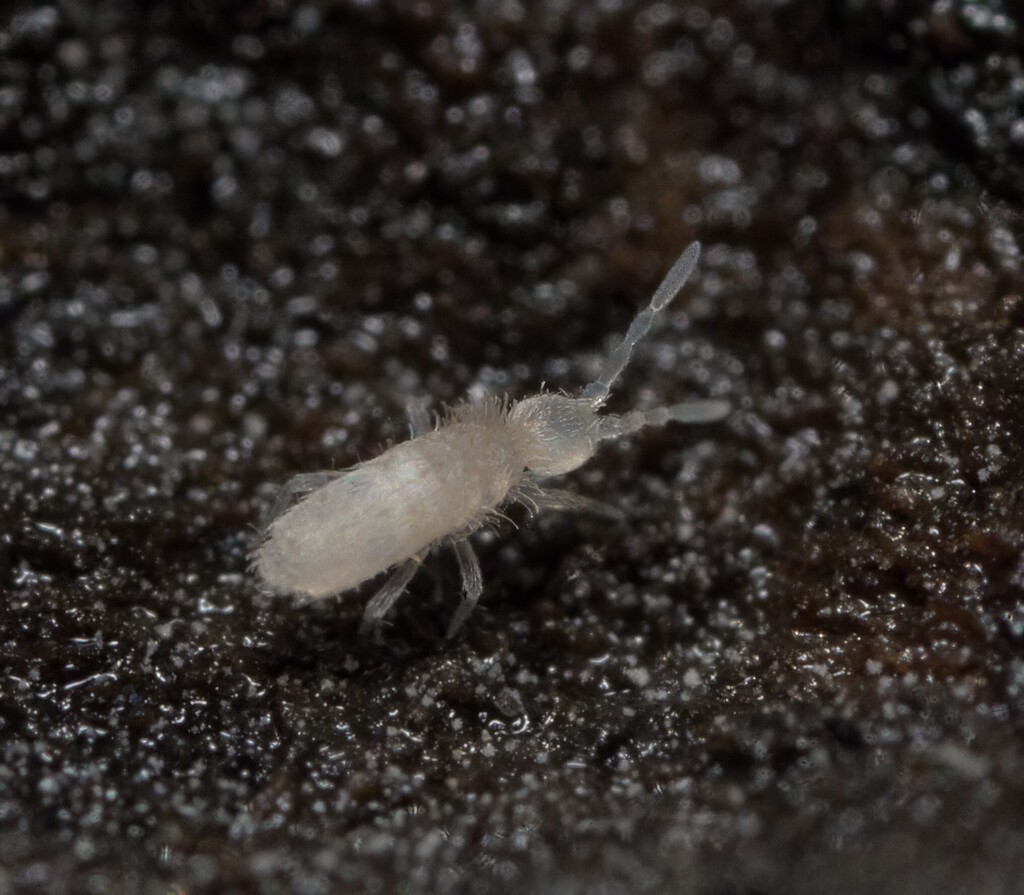 Coecobrya tenebricosa