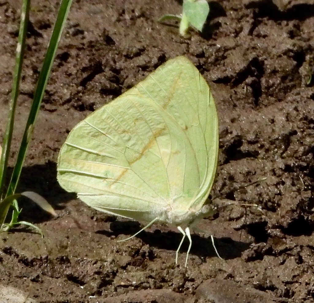 Rhabdodryas trite