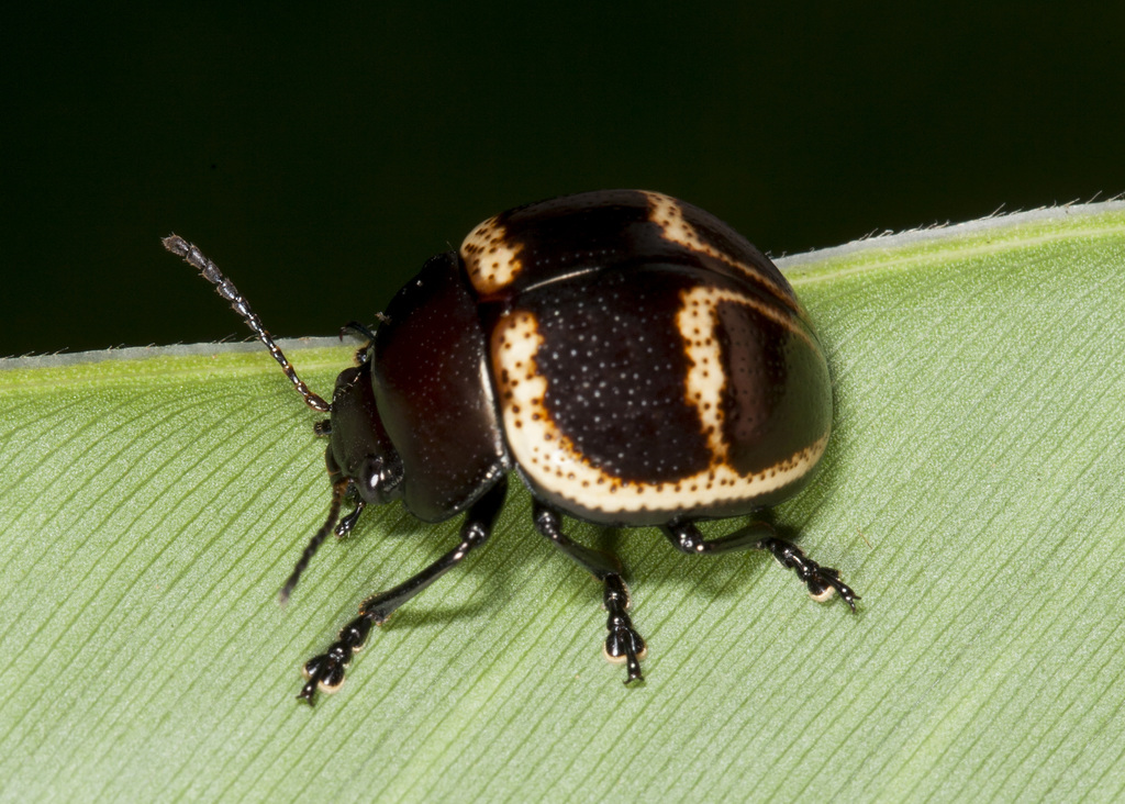 Platyphora bicolor