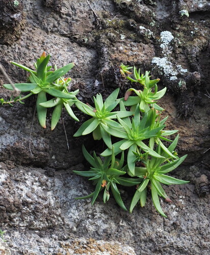 La Mision Liveforever (Dudleya formosa)