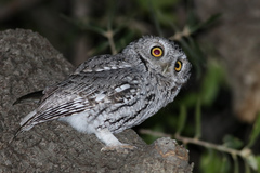 Megascops trichopsis