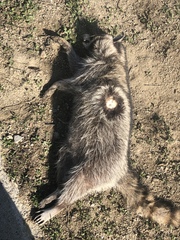 Procyon lotor
