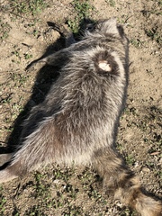 Procyon lotor