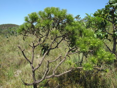 Lychnophora ericoides