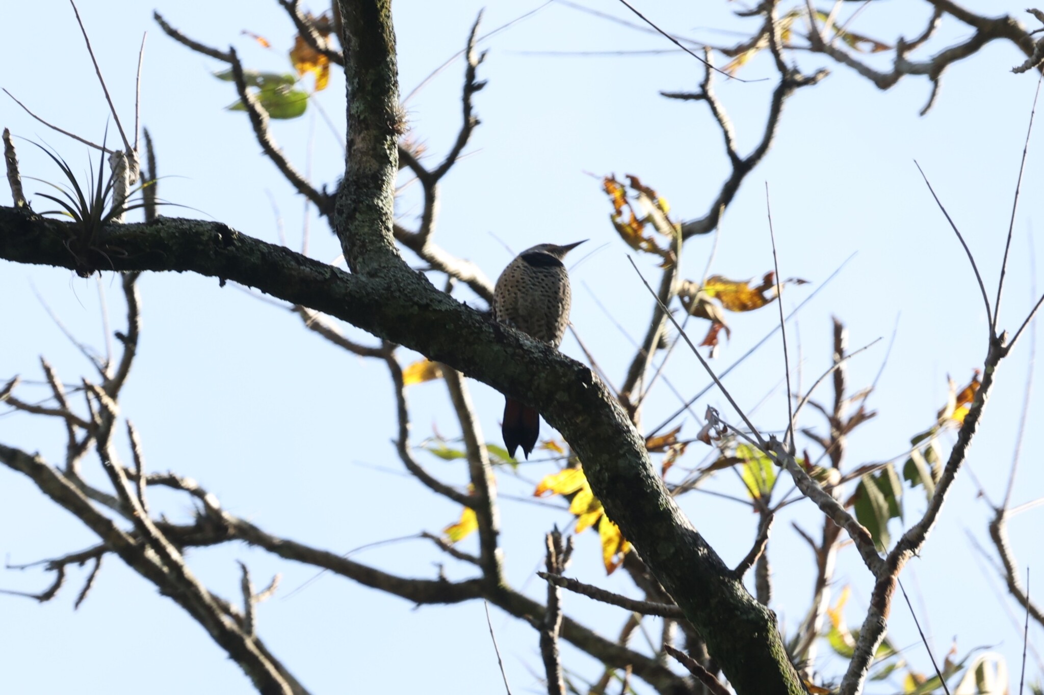 Guatemalan Flicker (Colaptes mexicanoides), photo 9