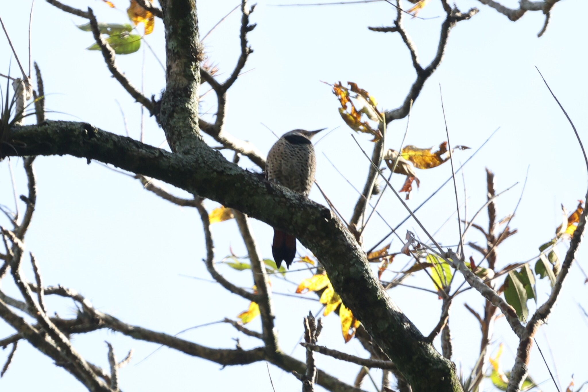 Guatemalan Flicker (Colaptes mexicanoides), photo 8