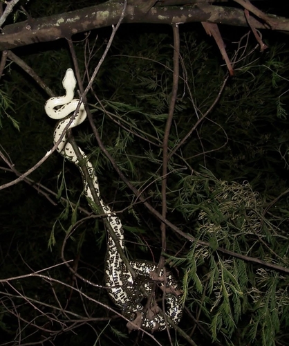 Diamond Python sighting