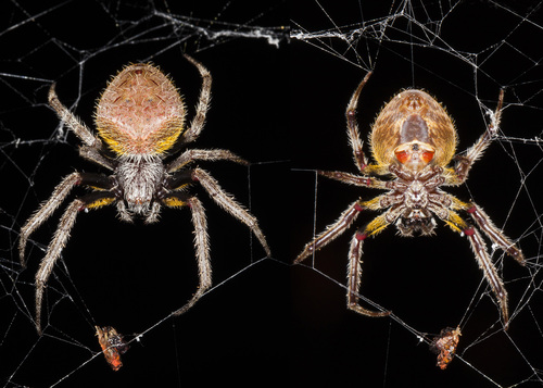 Tropical Orbweaver