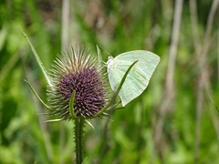 Phoebis neocypris neocypris