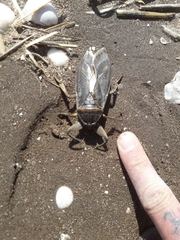 Lethocerus annulipes