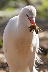Gryllotalpa africana
