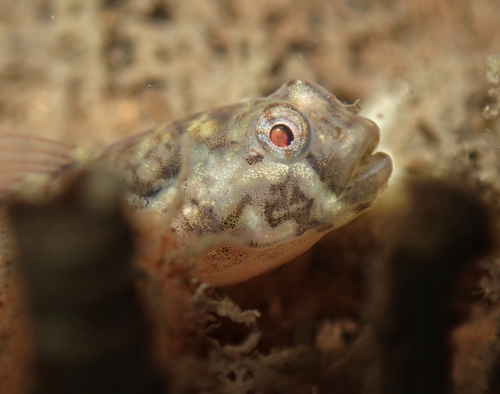 Spotback Goby