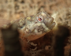 Spotback Goby photo 1