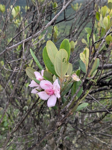 Rhodomyrtus tomentosa observed 2025-12-18