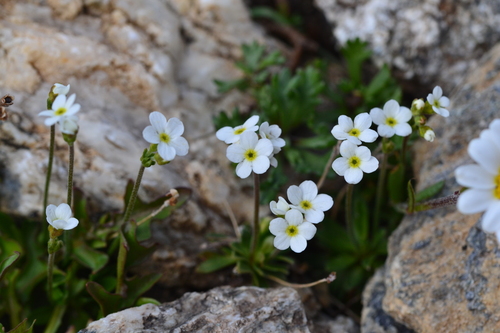 Obtuse-leaved Rock-jasmine (Androsace obtusifolia)