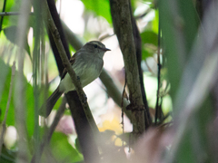 Cnemotriccus fuscatus