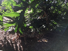 Thaumatophyllum bipinnatifidum