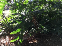 Thaumatophyllum bipinnatifidum