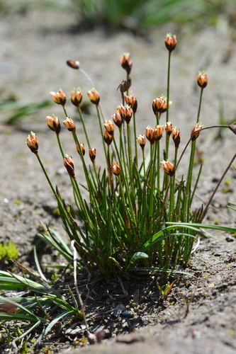 Three-flower Rush (Juncus triglumis)